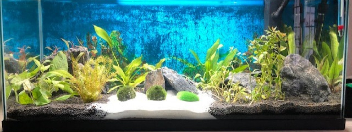 aquarium 80L au tout début
