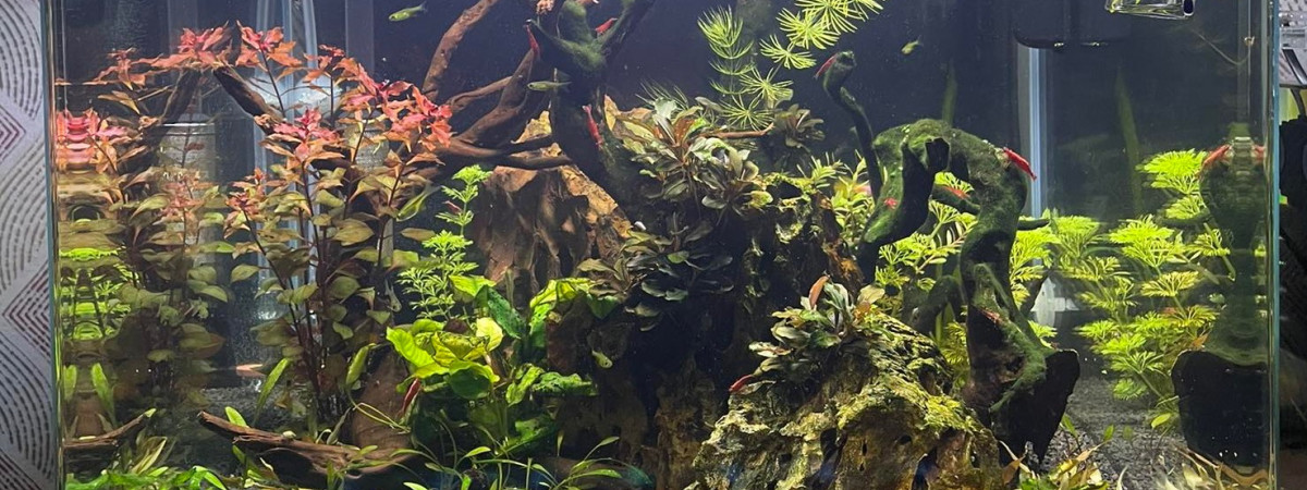 aquarium Aquarium Jerome 80L