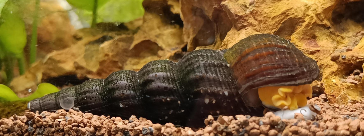 aquarium Sulawesi