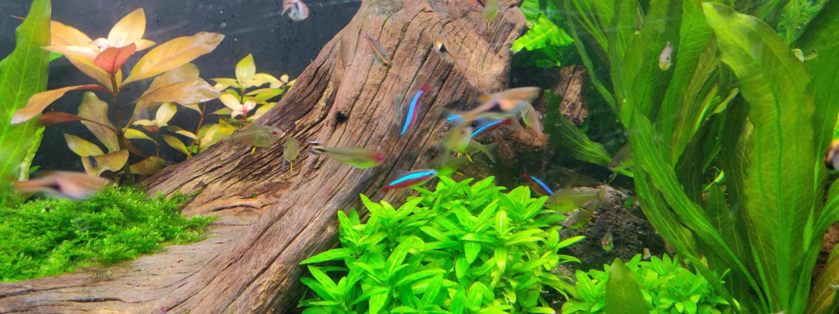 aquarium Jacky Jack 240L