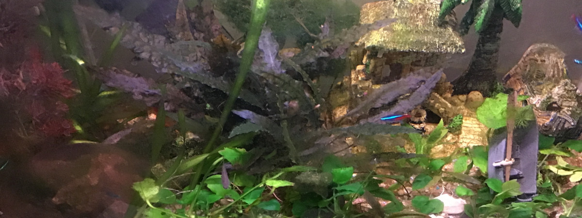 aquarium Aquarium 70l