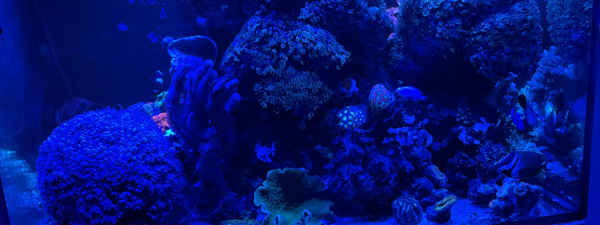 aquarium Reefer 250