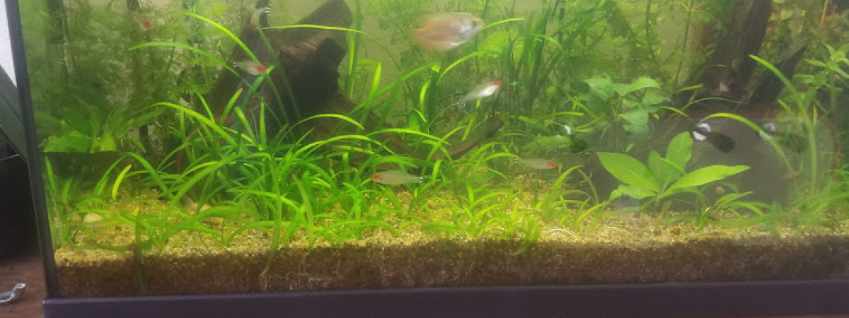 aquarium 60 L