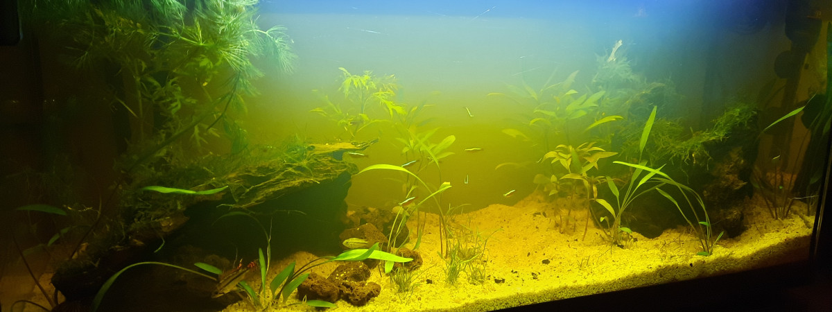 aquarium Bac amazonien
