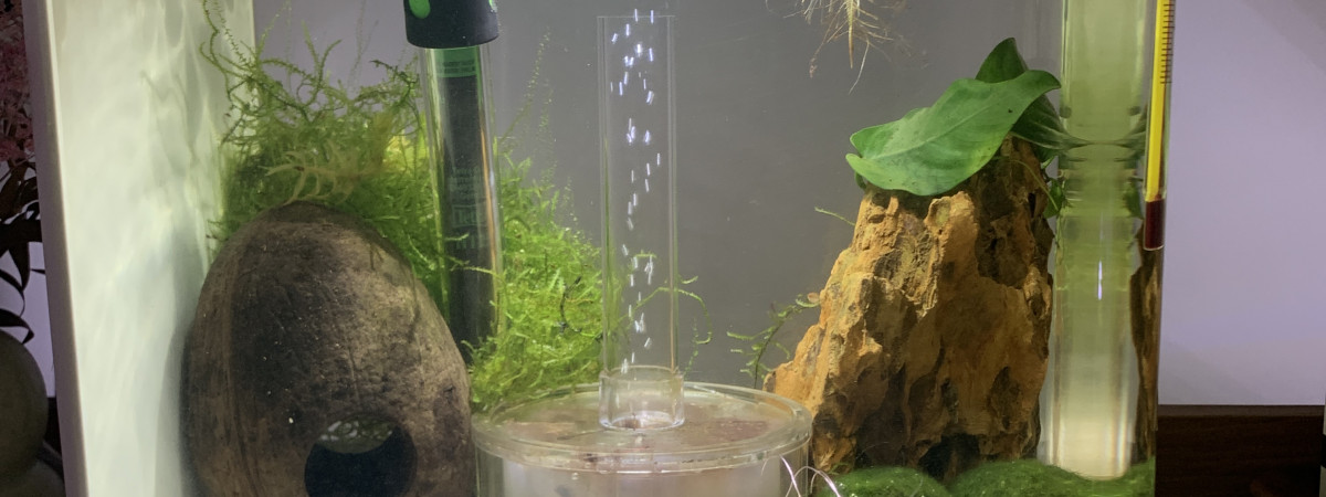 aquarium Aquarium Betta elephant