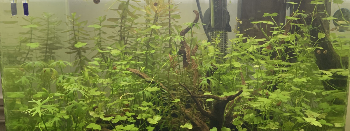 aquarium Nanocube dennerle 30l