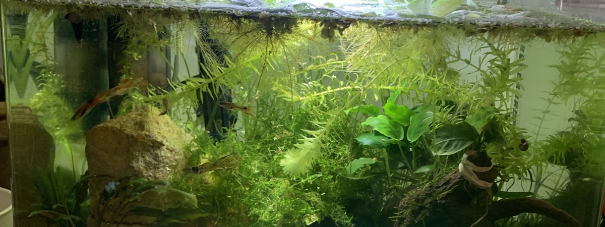 aquarium Dennerle tank 35l