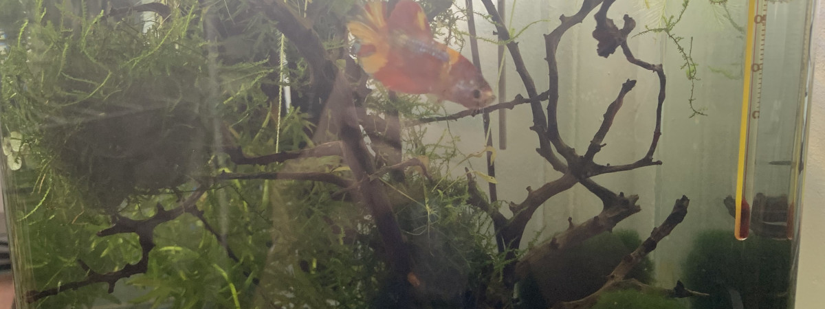 aquarium Dennerle 20l betta