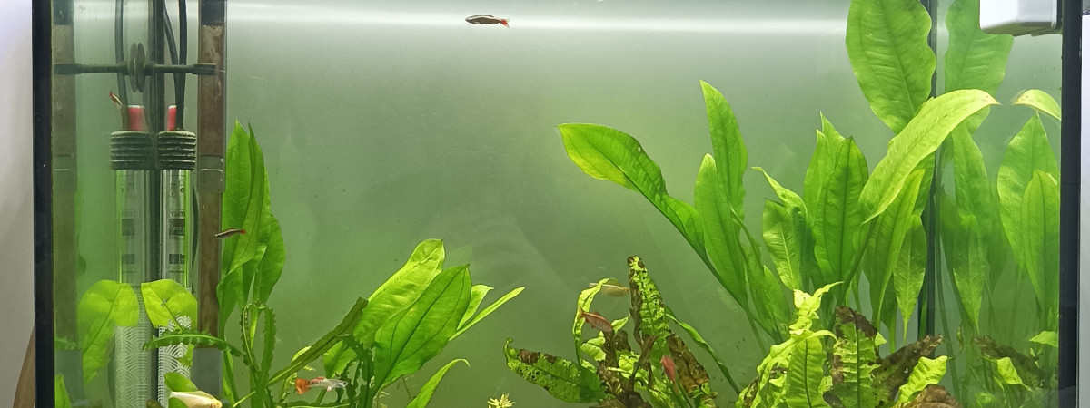 aquarium Communautaire 130L