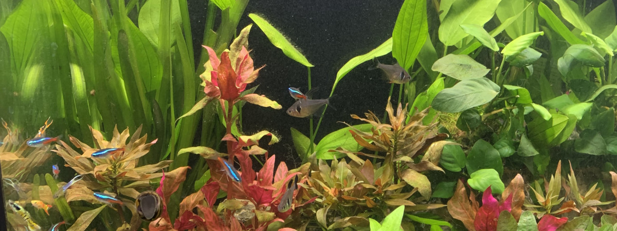 aquarium Bourrinelise95