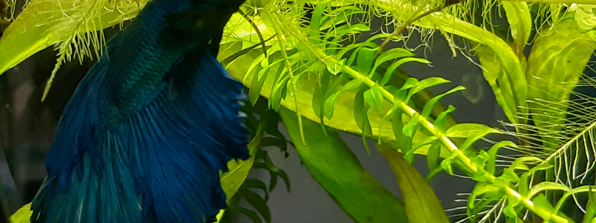 aquarium Betta spendens