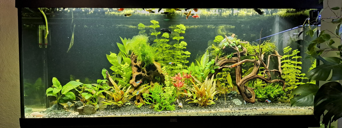 aquarium Juwel240