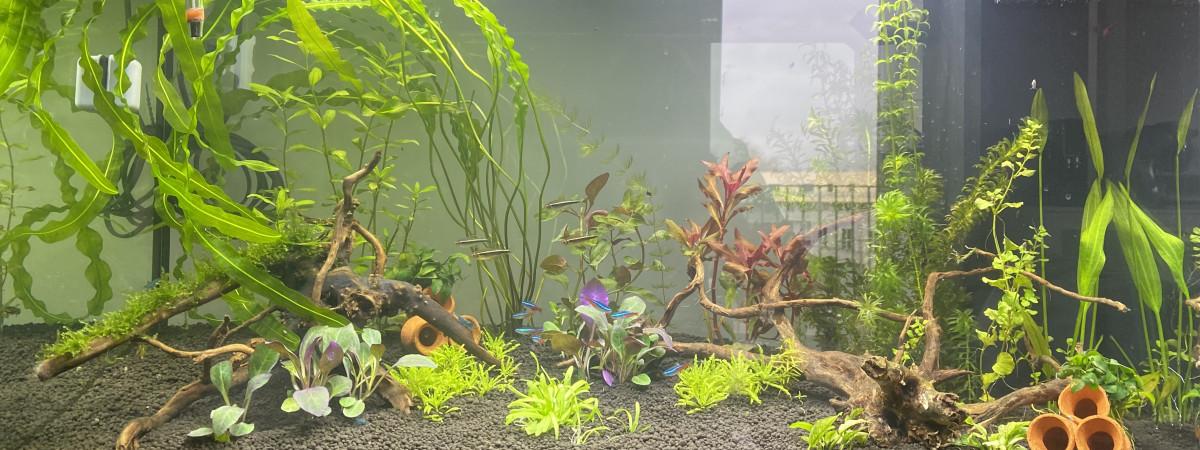 aquarium Juwel 125 Rio