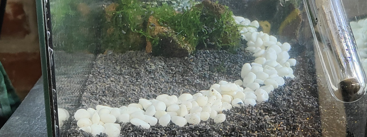 aquarium Crevette Neocaridina
