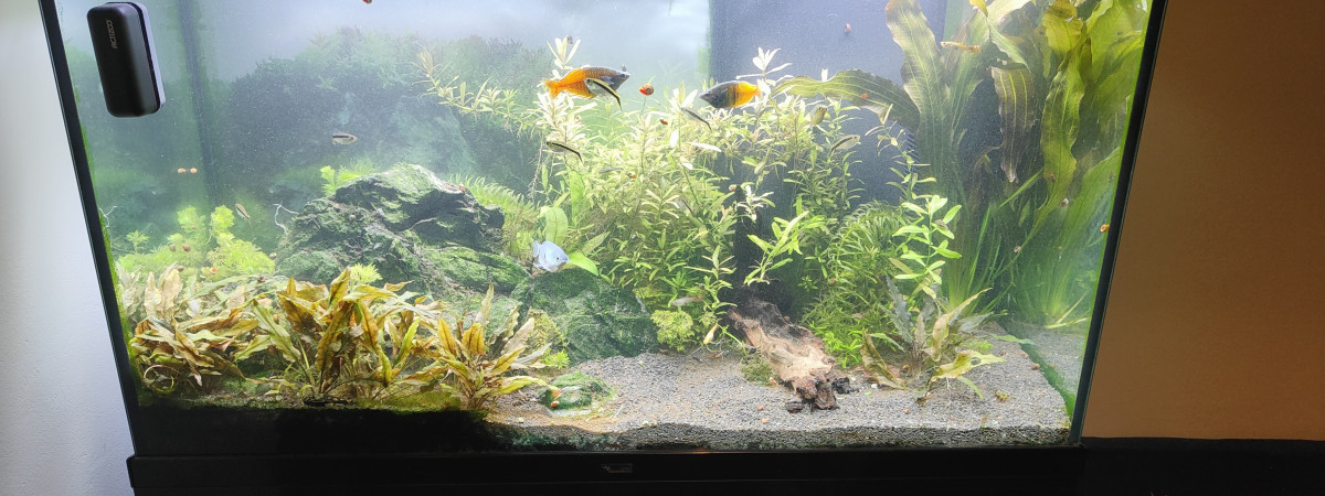 aquarium Entrée