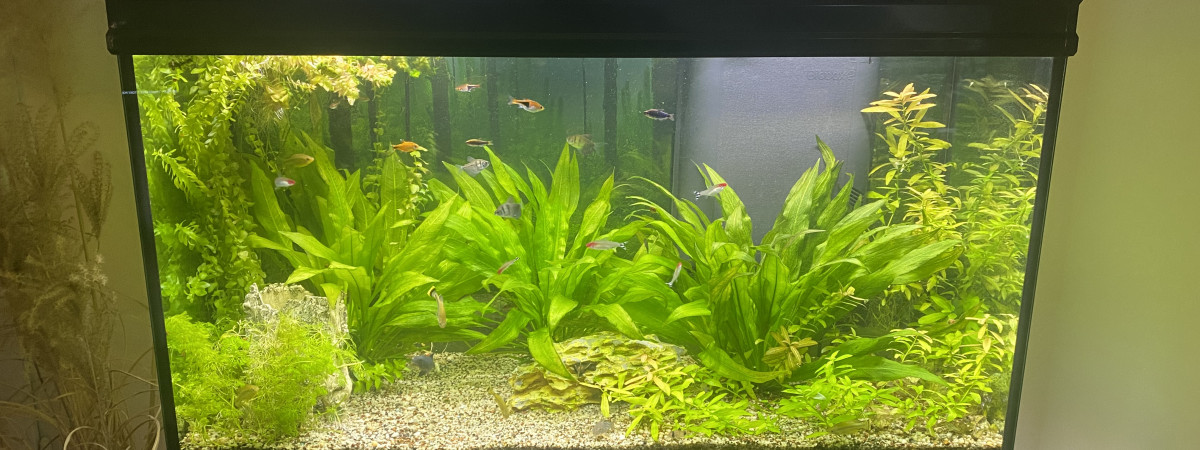 aquarium Biotope communautaire