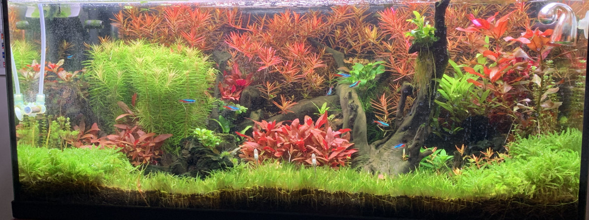 aquarium Aquascaiping  80l