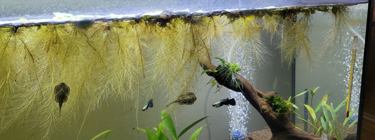 aquarium Biotope Amazonien