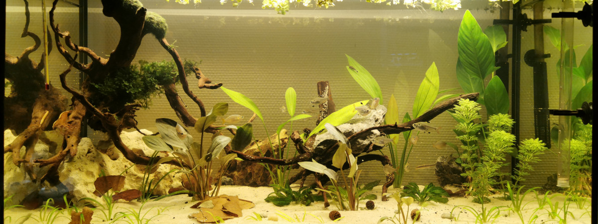 aquarium Cuve nue 120L