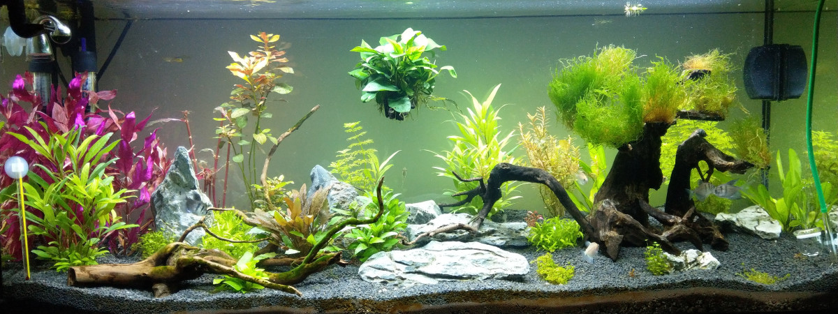 aquarium 106L