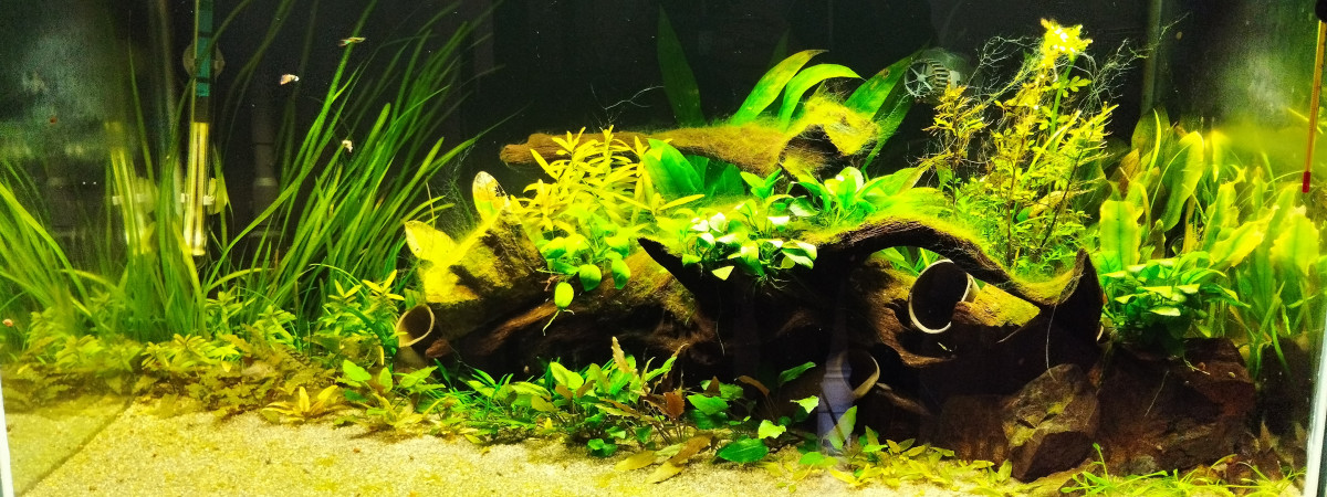 aquarium Bac 1