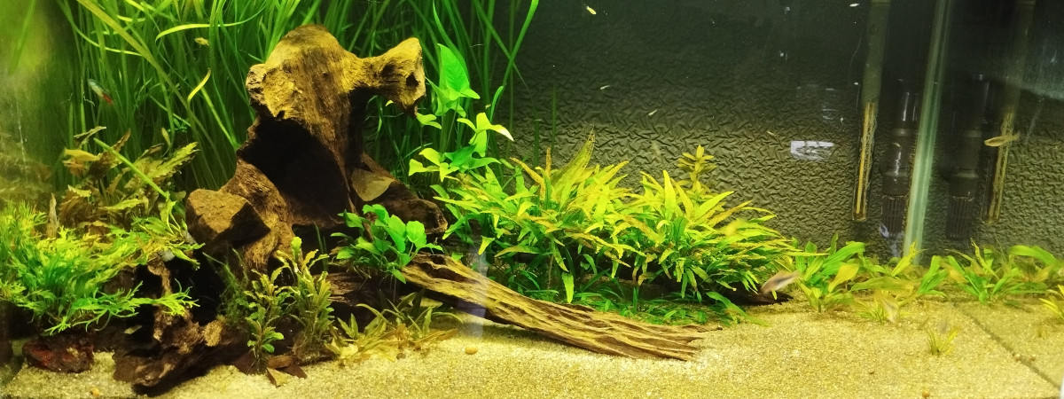 aquarium Bac 2