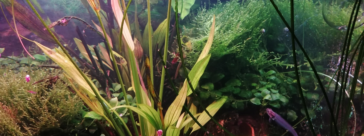 aquarium Le Calme