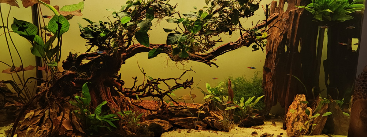 aquarium Cirdec
