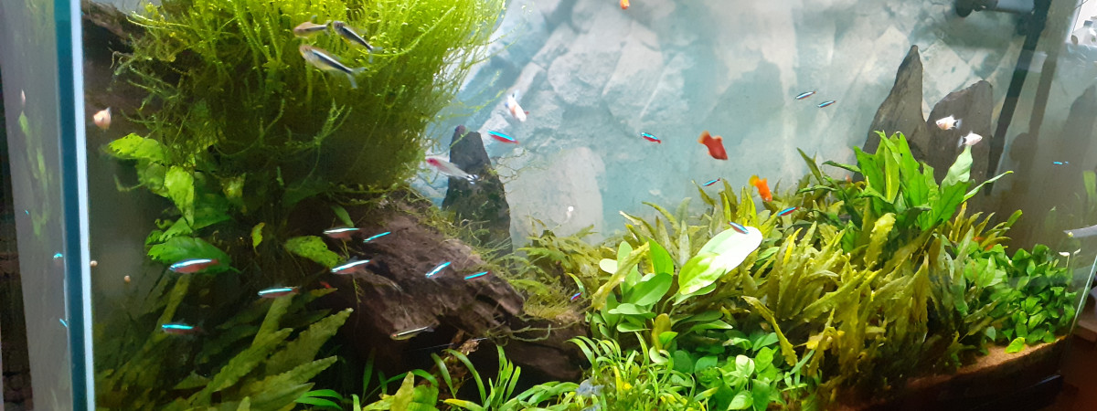 aquarium Communautaire