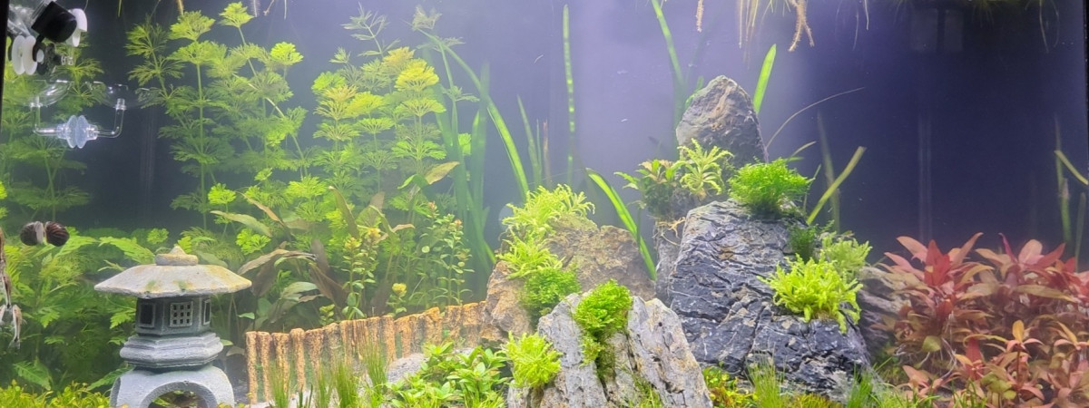 aquarium Aquatlantis Elegance Expert 80 LED 2.0 Noir - 140 litre utile