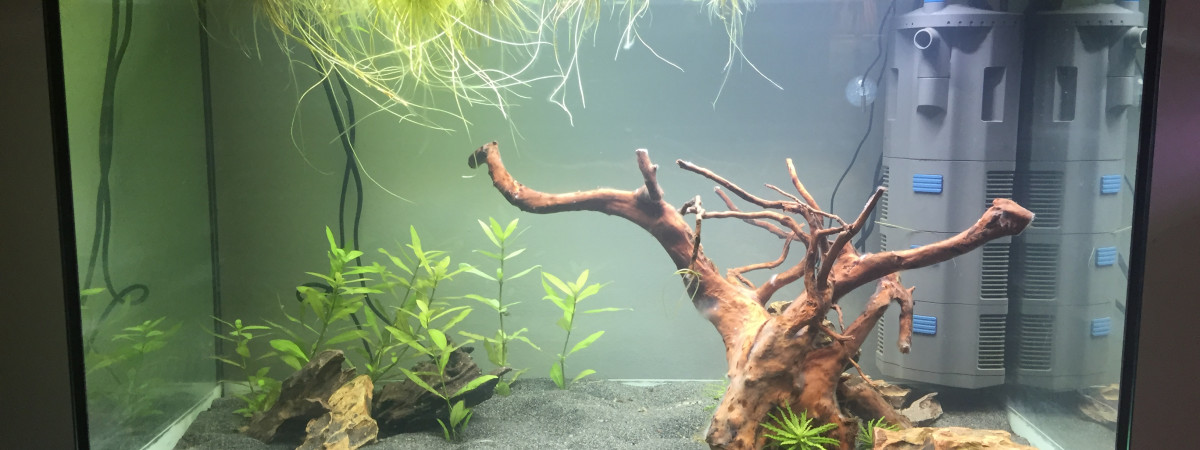 aquarium New aqua