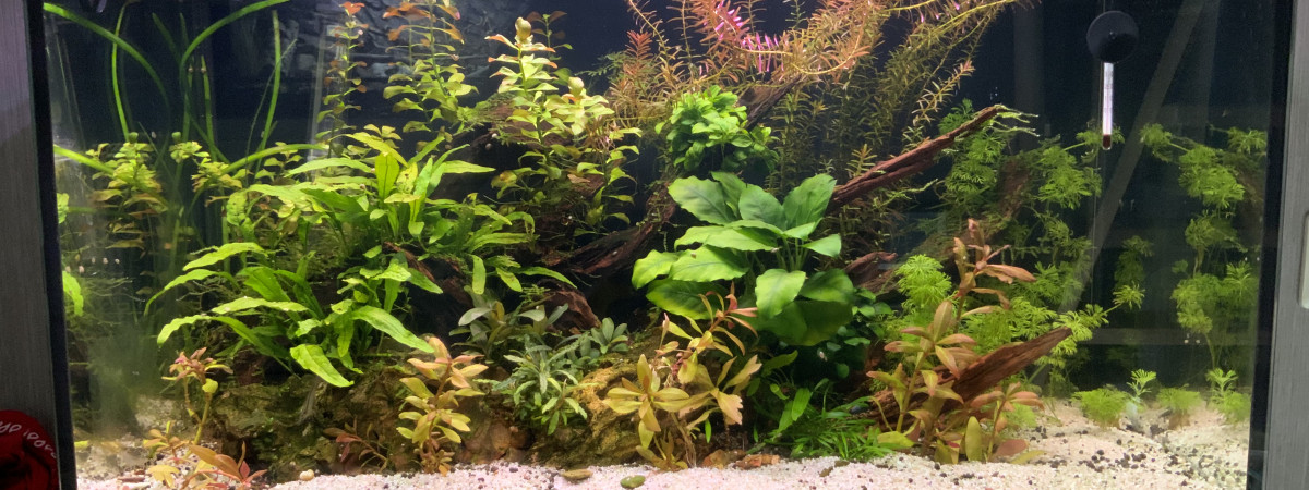 aquarium Aquascape Asie