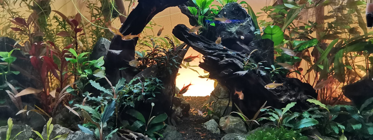 aquarium Scapers tank 55L
