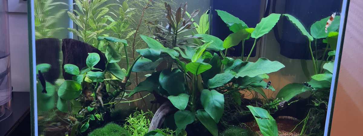 aquarium Crevette