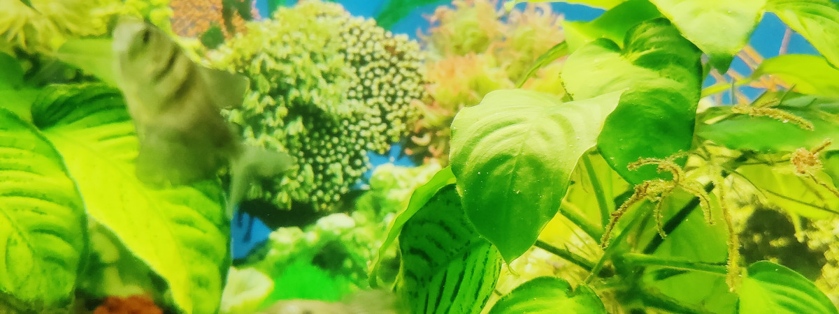 aquarium Dedette