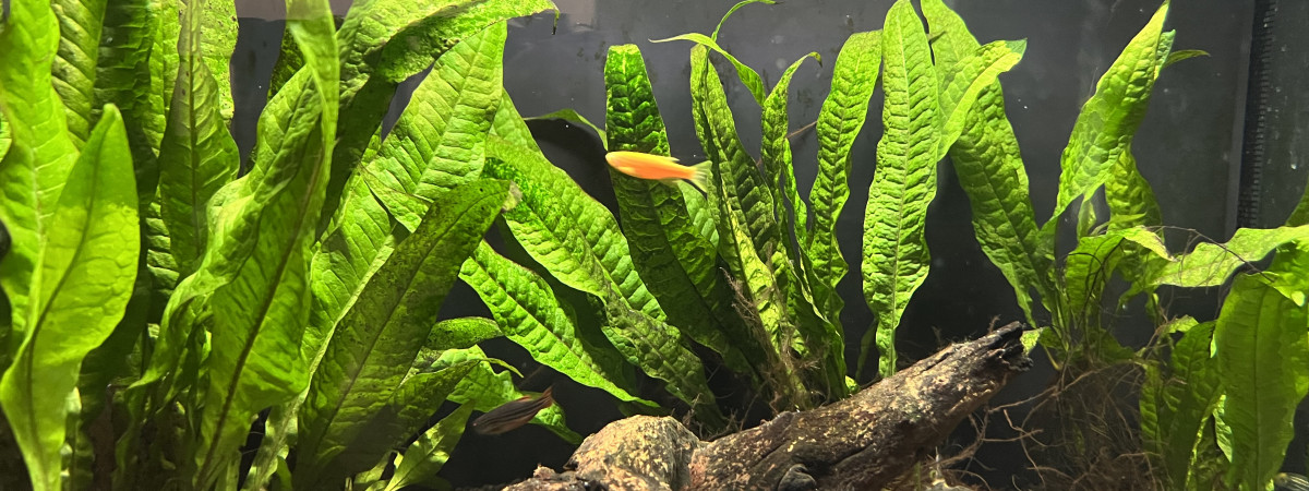 aquarium Aqua 1