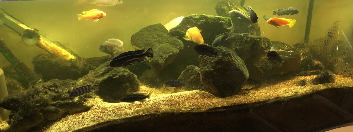 aquarium Malawi