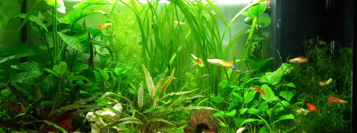 aquarium aquarium 180