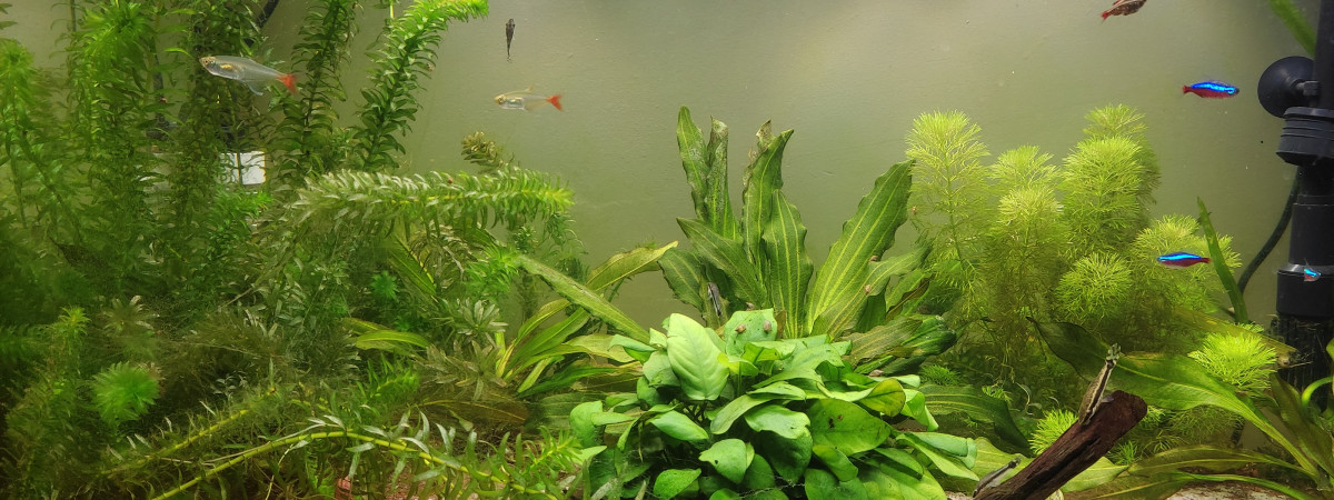 aquarium Communautaire