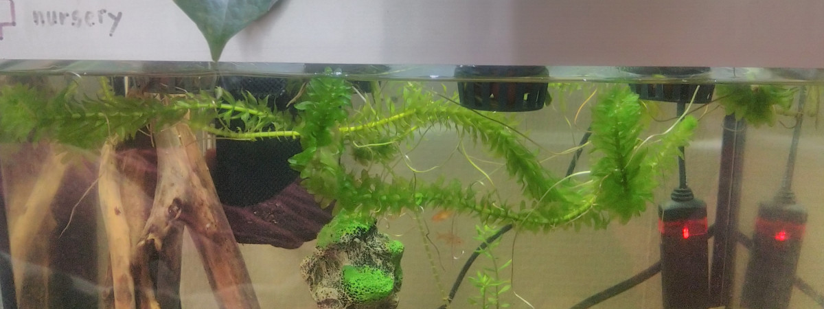 aquarium 30lowcostech