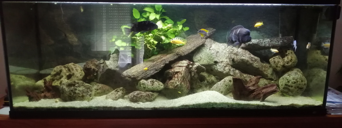 aquarium Cichlidés