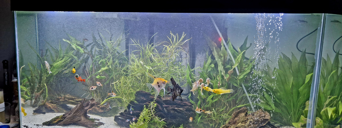 aquarium Monde du silence 2