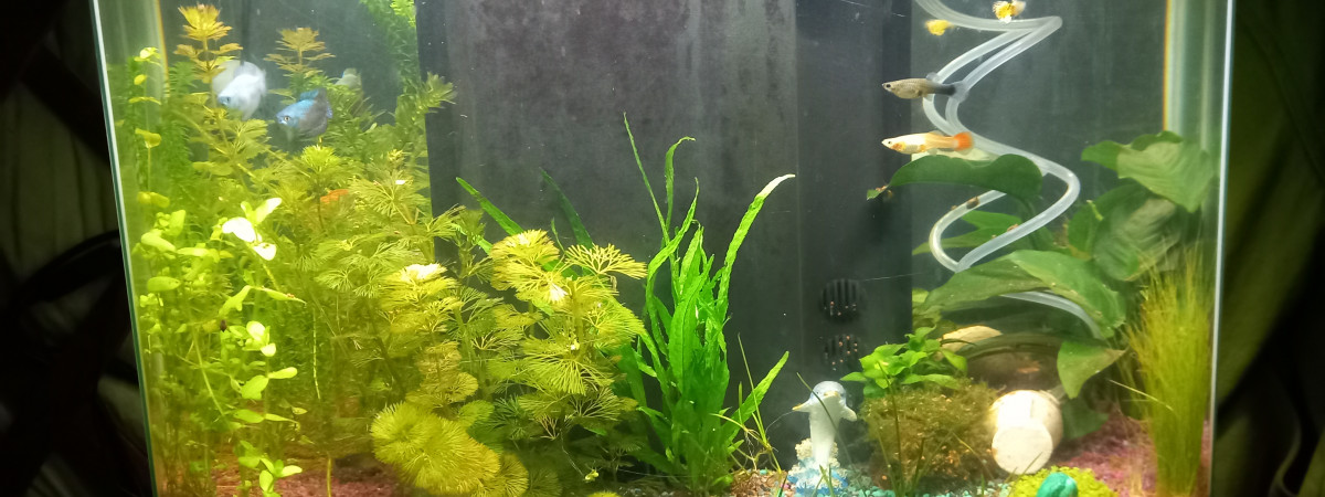 aquarium Premier aquarium