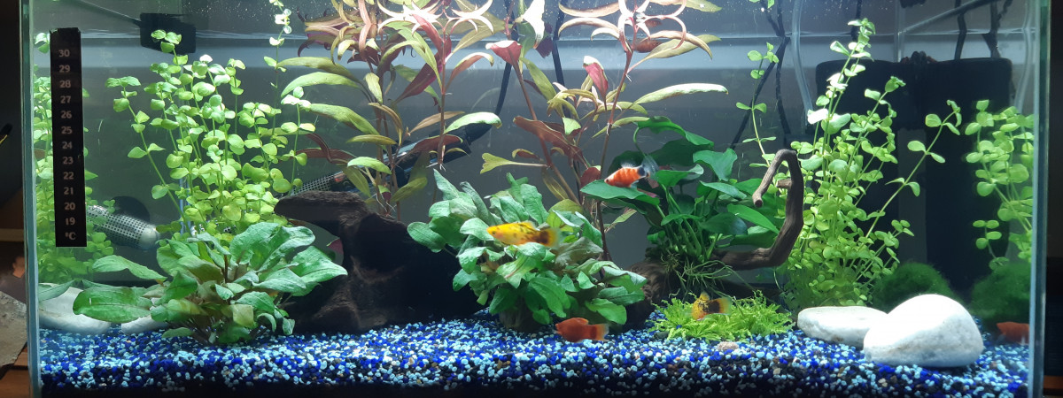 aquarium Petits poissons
