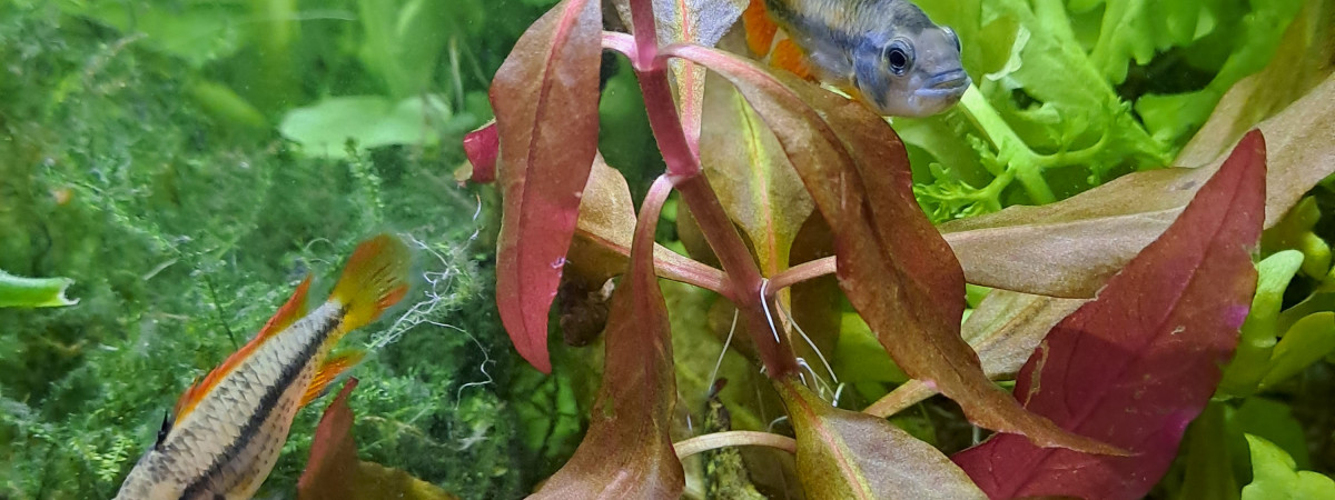 aquarium apistogramma cacatuoides