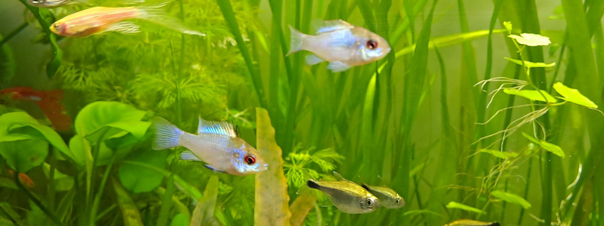 aquarium Ramirezi