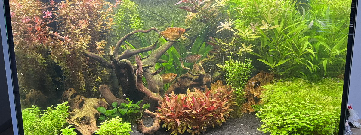 aquarium Incpiria 330
