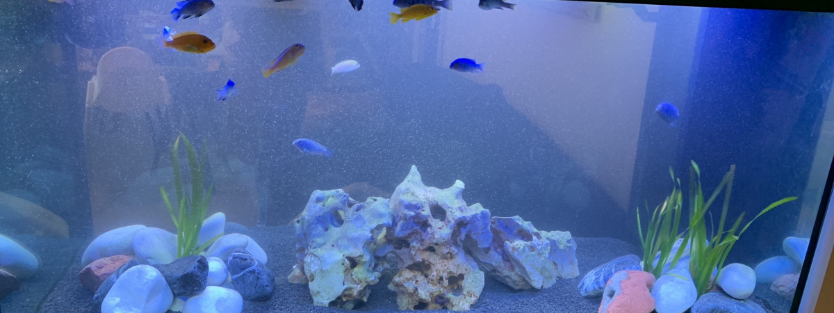 aquarium 350 L cichlidés Malawi