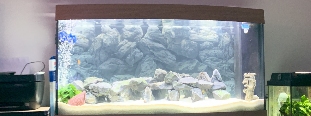 aquarium 260 L cichlidés Malawi alevins
