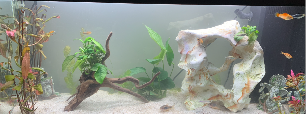 aquarium 100L bac communautaire